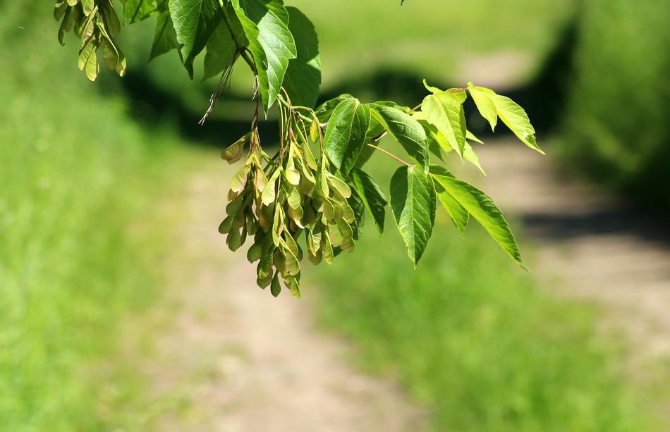 Ash Clone Jesionolistny Tree