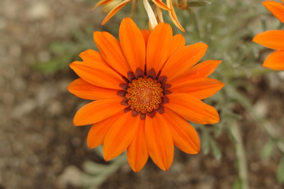 Flower Flora Nature