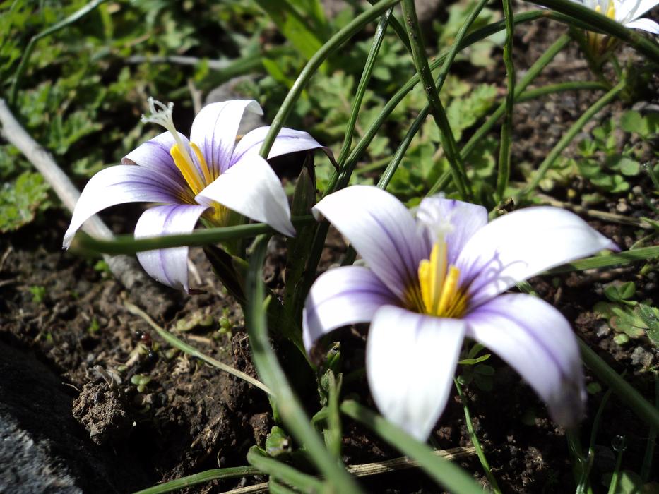 Flower Nature Plant