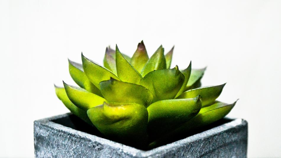 Plant Cactaceae Nature