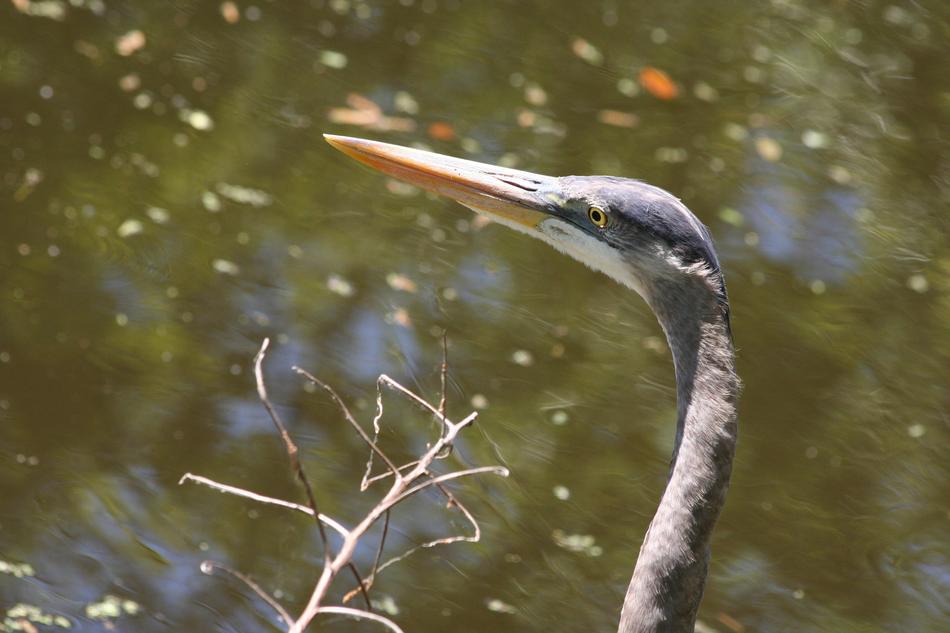 Water Nature Bird
