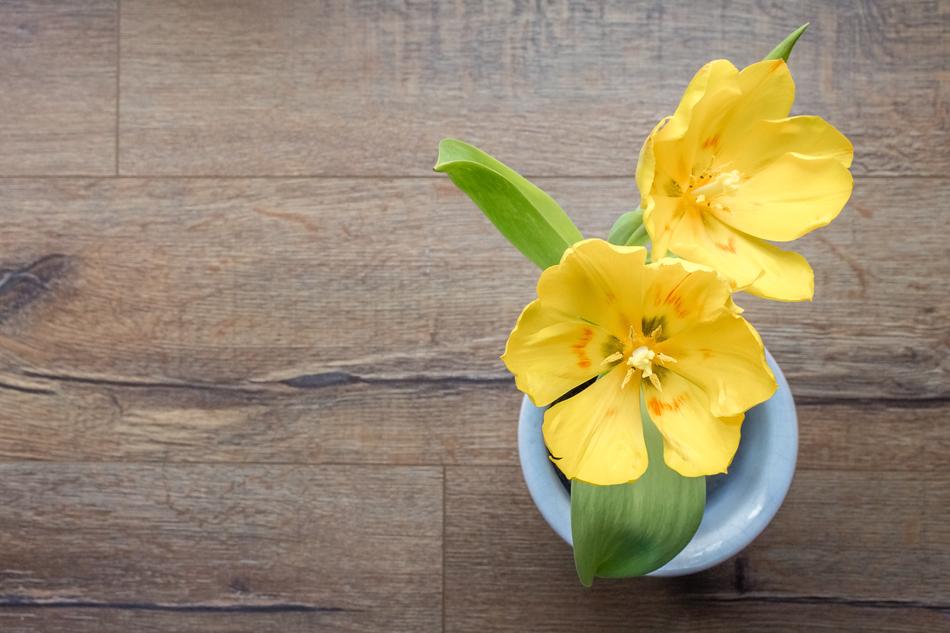 Flower Background Tulip