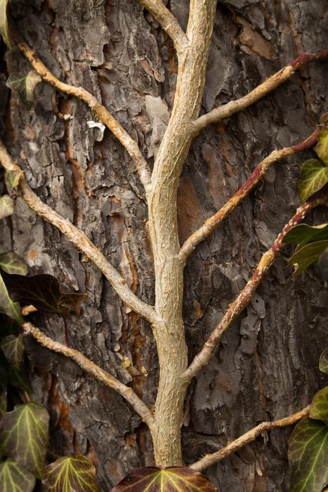 Tree Nature Wood
