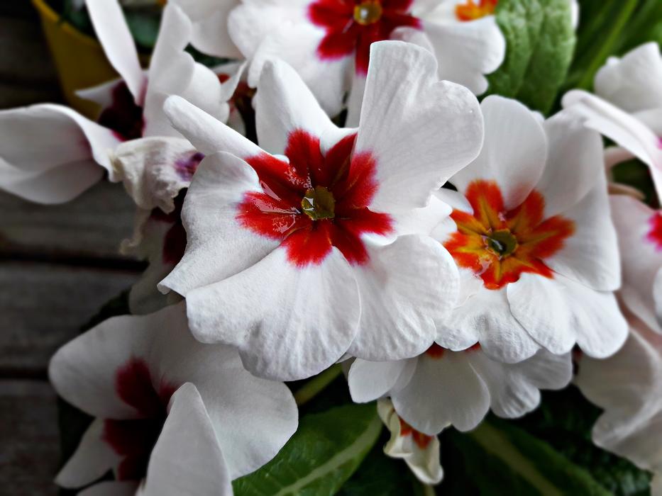 Flower Plant Floral