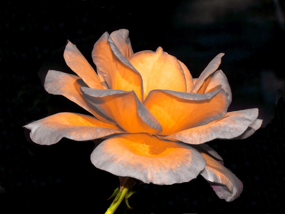Flower Nature