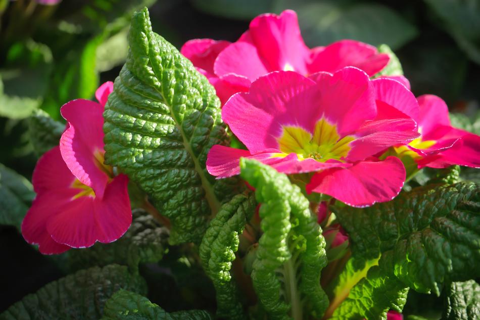 Nature Flower Plant