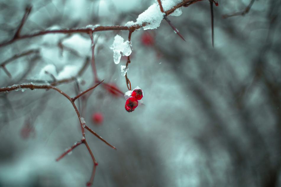 Nature Branch Winter