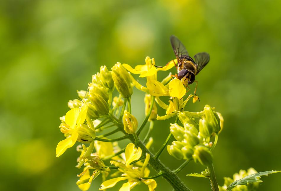 Nature Insect Honey