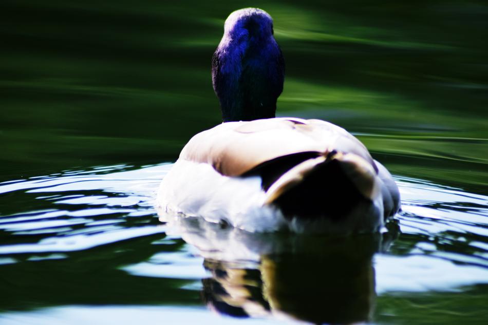 Mallard Duck Aquatic Lake