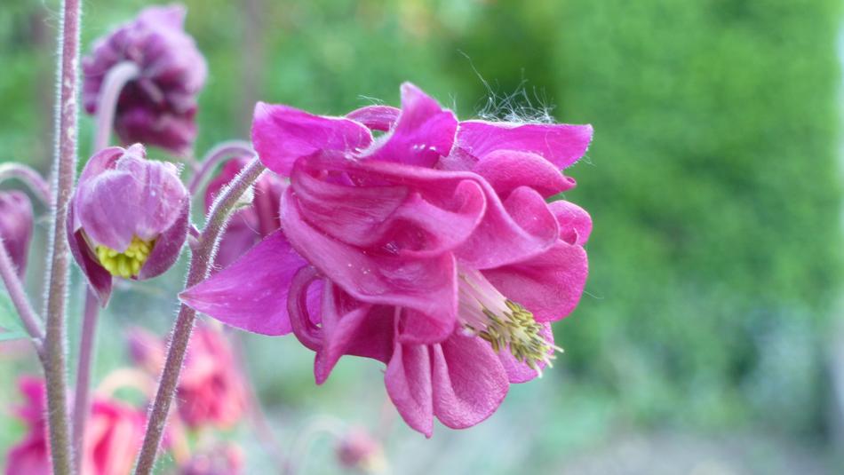 Flower Red Nature