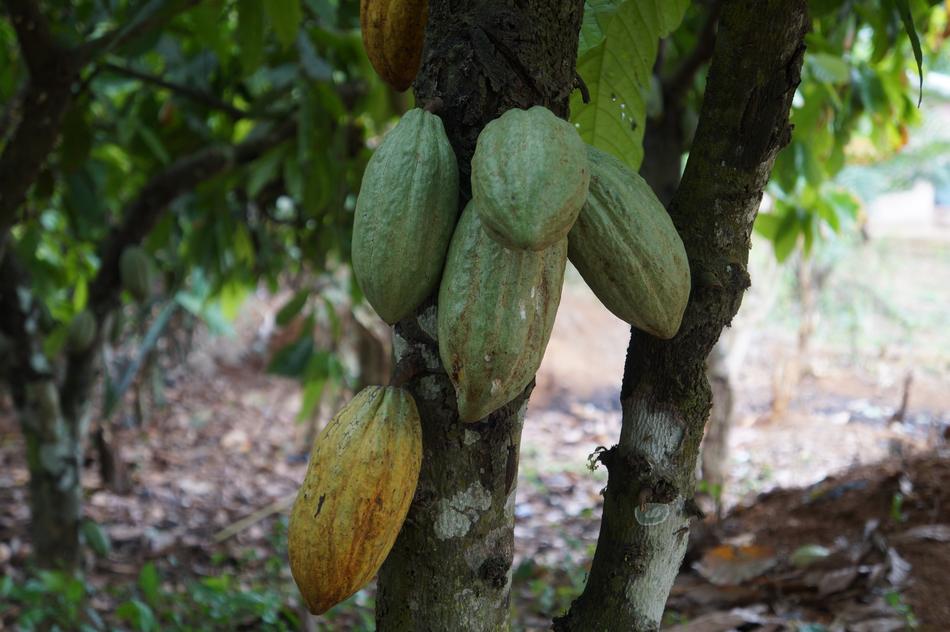 Exotic delicious fruits