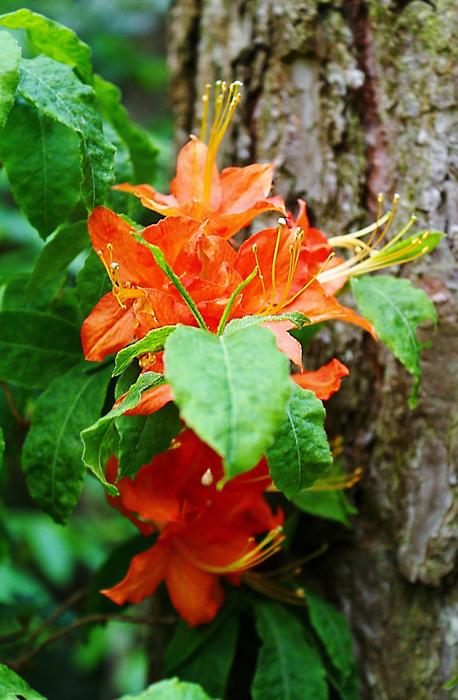 Flower Spring Macro