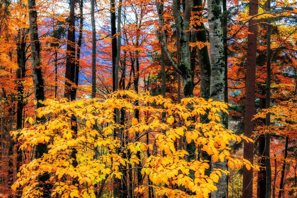 Autumn Forest Leaves