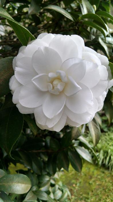 Nature Flower Plant