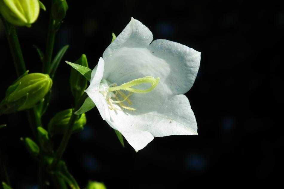 Flower Rozwar White