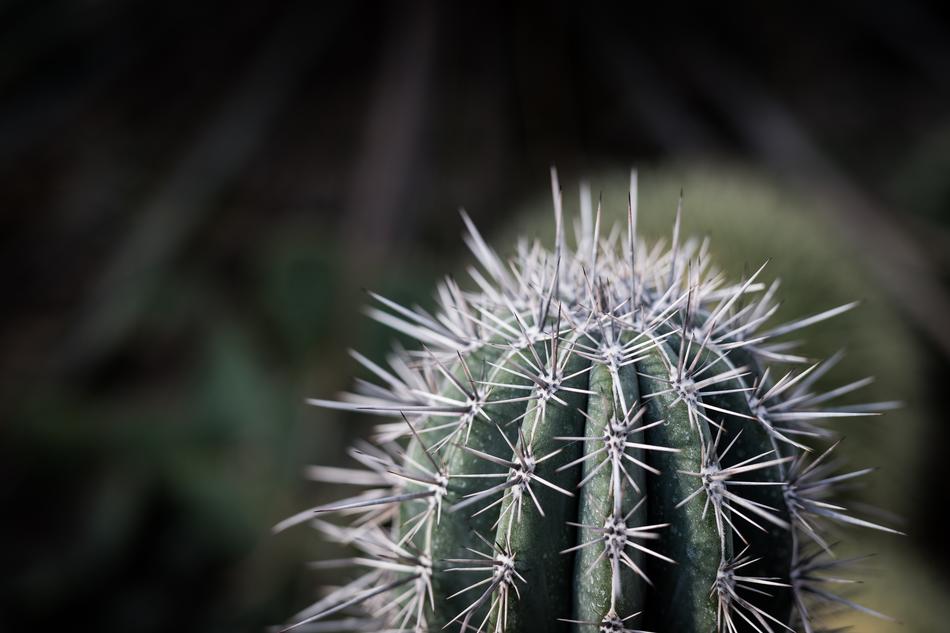 prickly homemade cactus