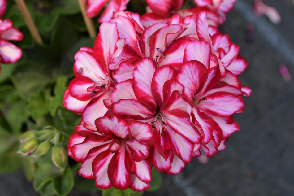 Pink Red Blossom