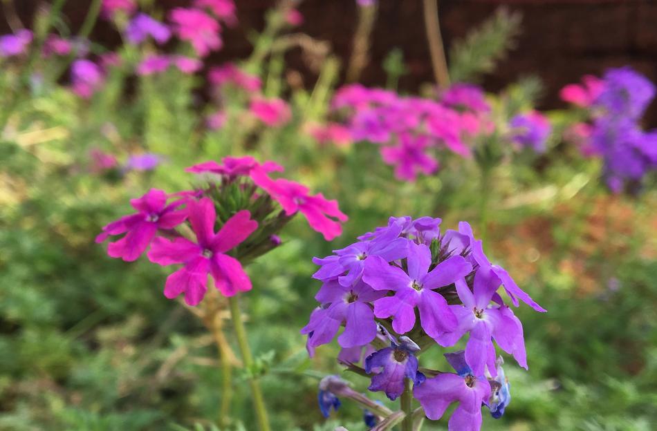 beautiful flora with bushes landscape