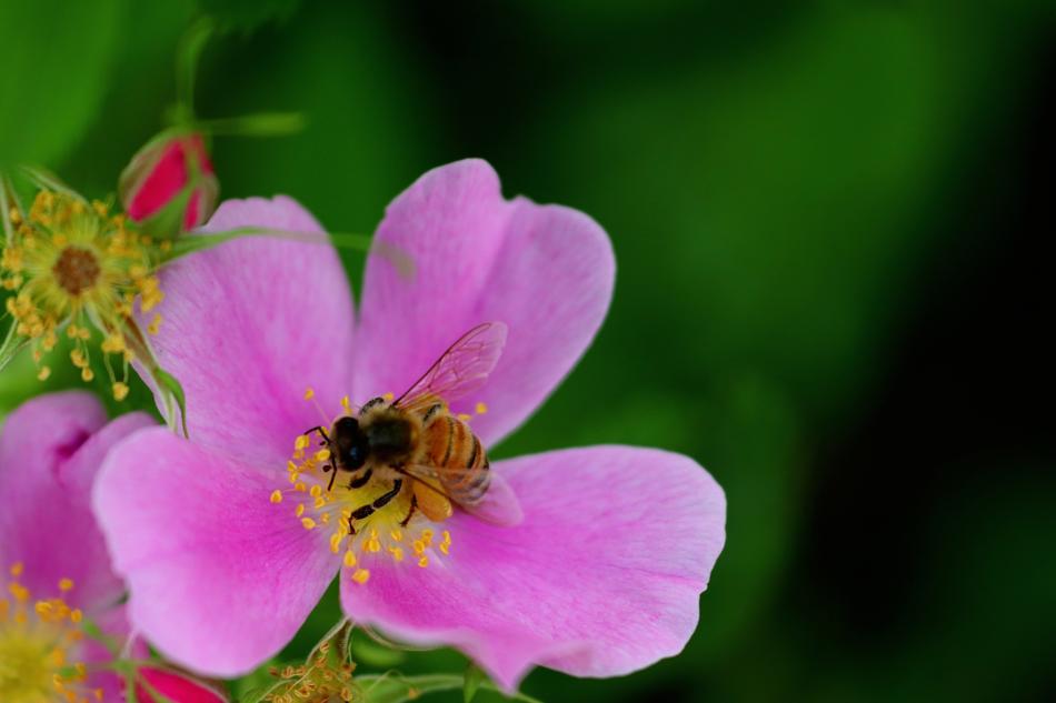 Flower Bee Insect