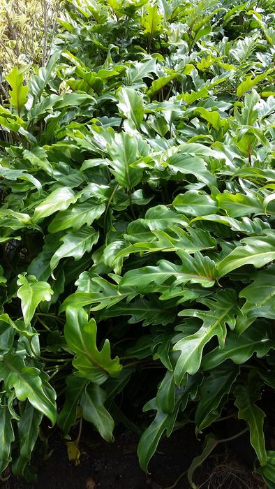 Zanadu Plant Houseplants
