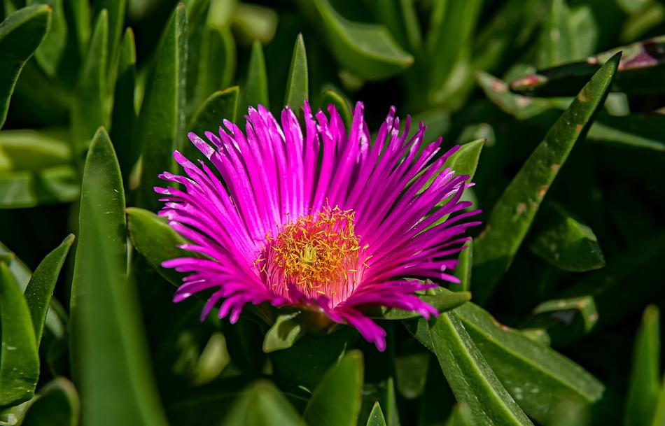 Nature Plant Flower