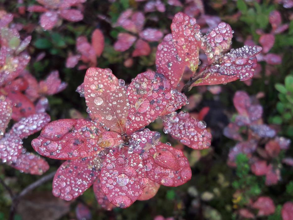 The Northern Nature Fall Colors
