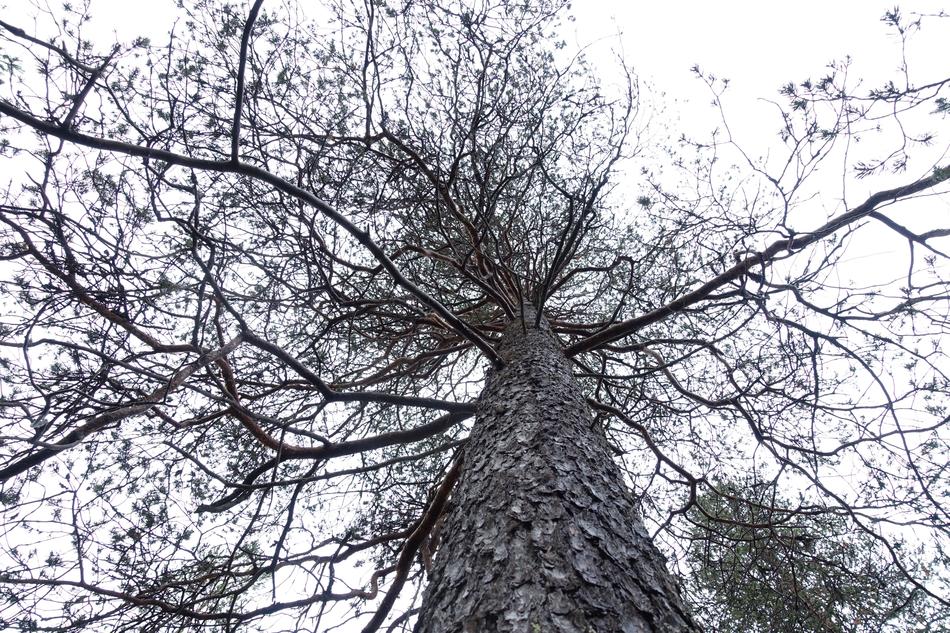 Tree Landscape Nature