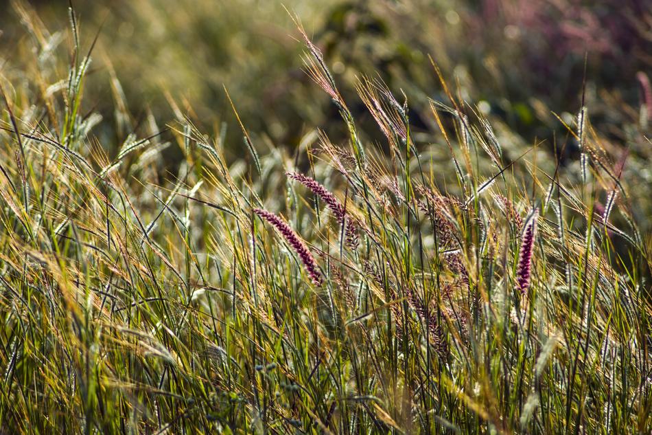 Green Grass Winter