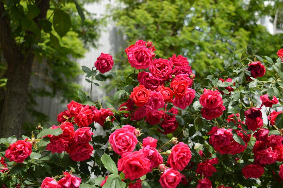 Rose Flowers Nature