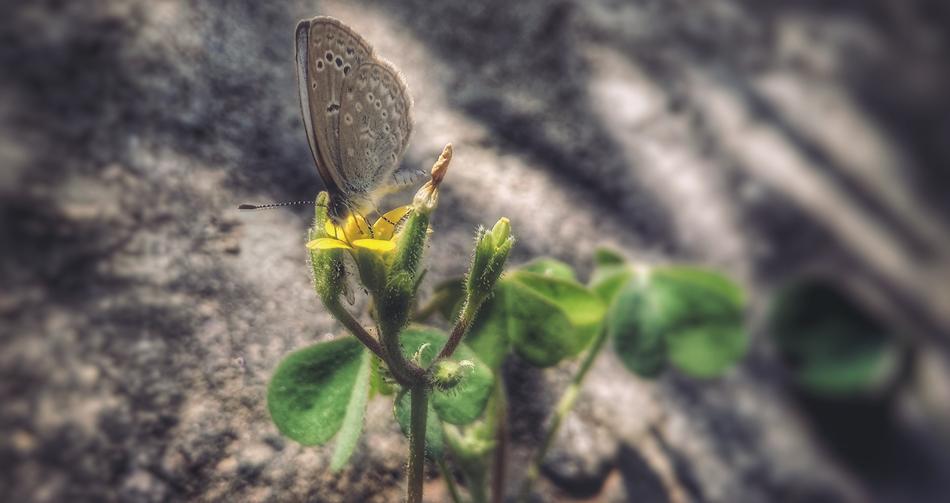 Nature Leaf Flora