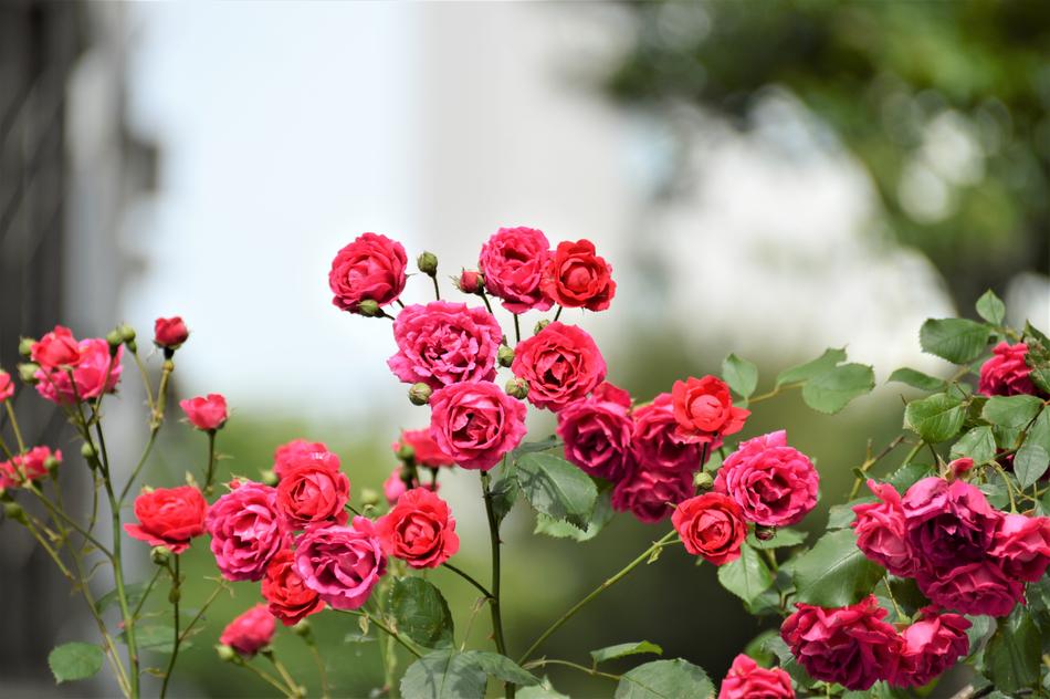 Rose Flowers