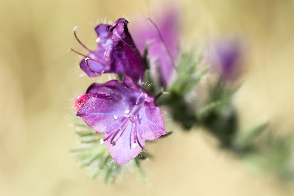 Spain Extremadura Flower