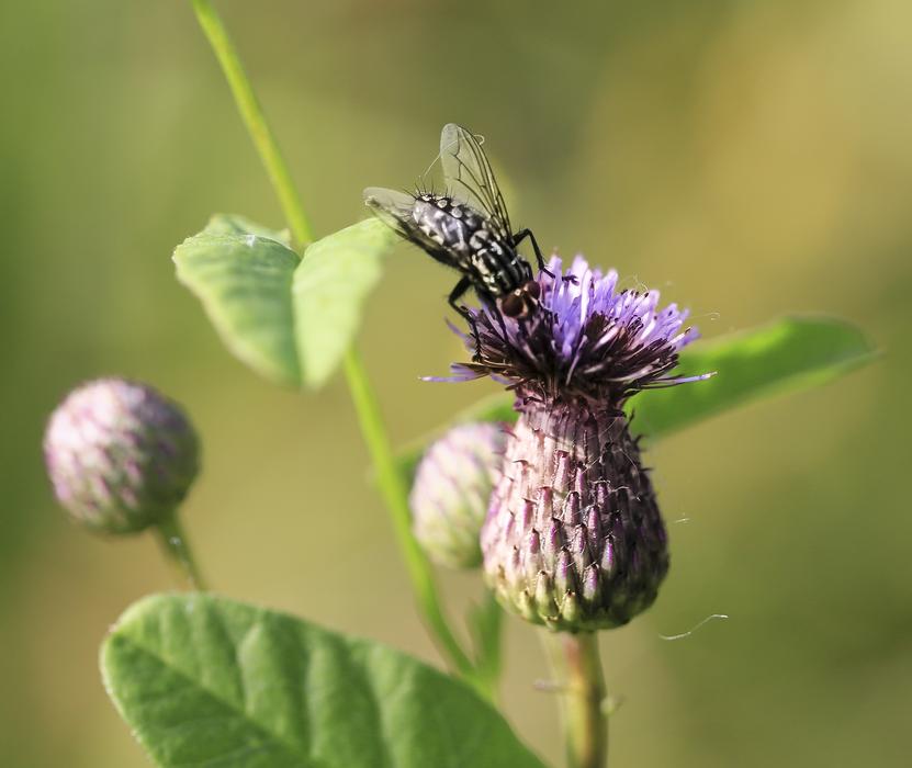 Nature Insect Flower