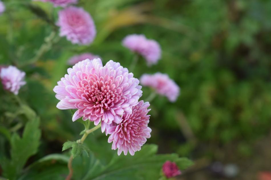 the pink flowers in the garden smell