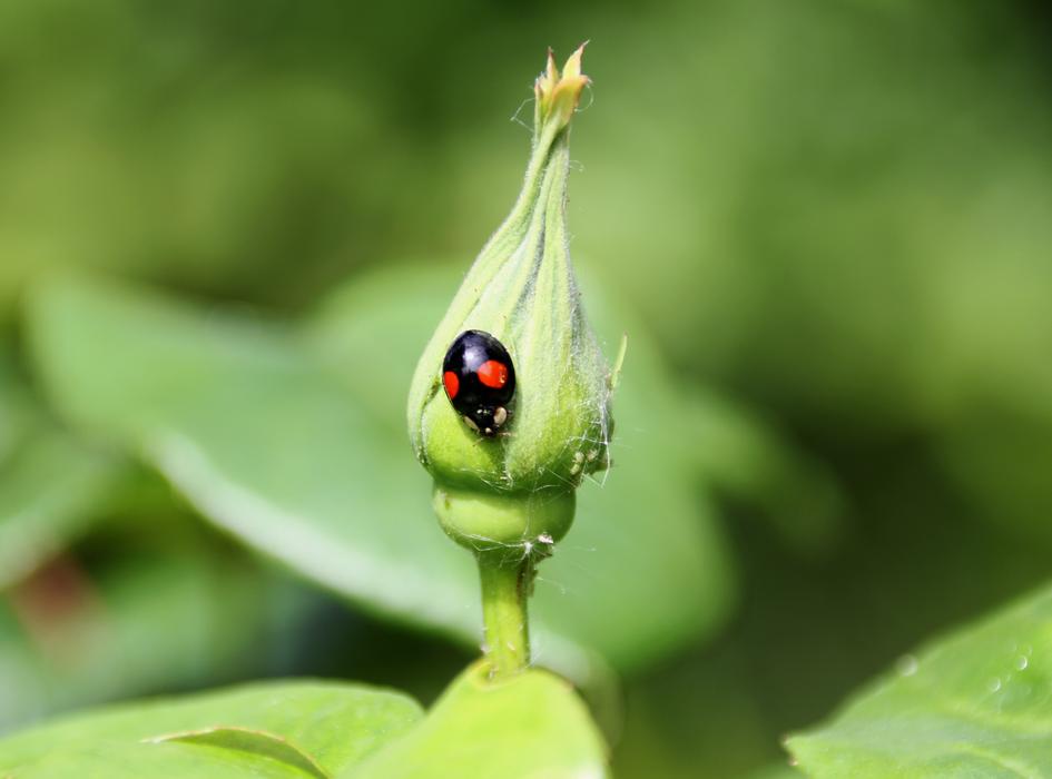 Ladybug Black Nature