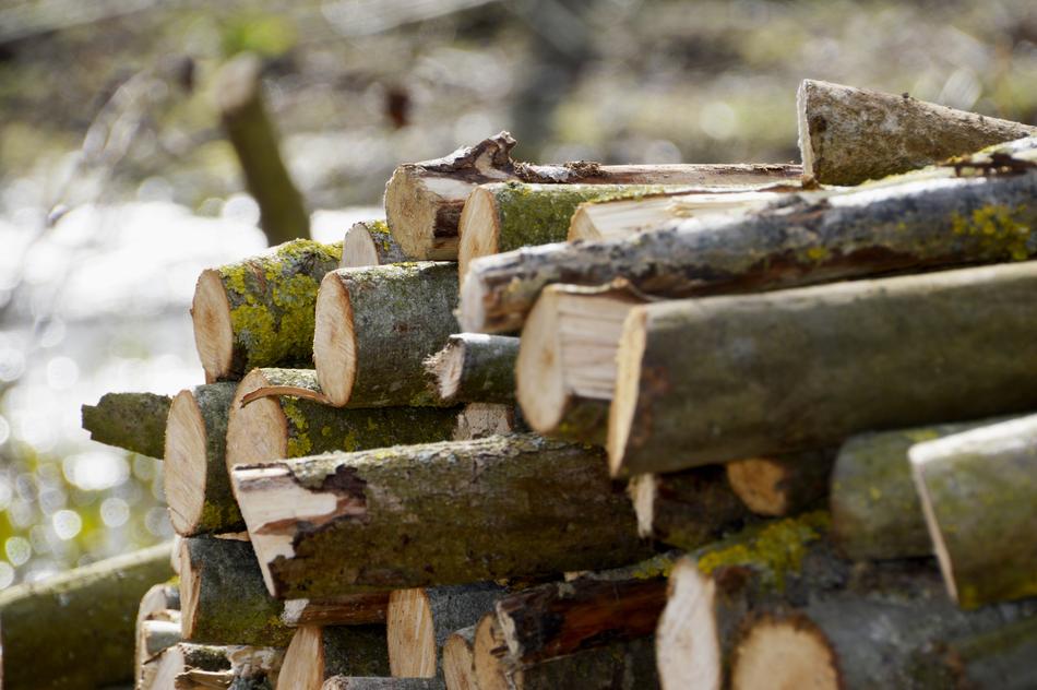 Wood Log Tree