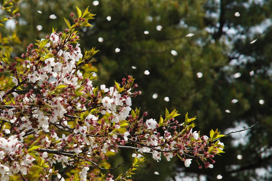 Wood Nature Flowers