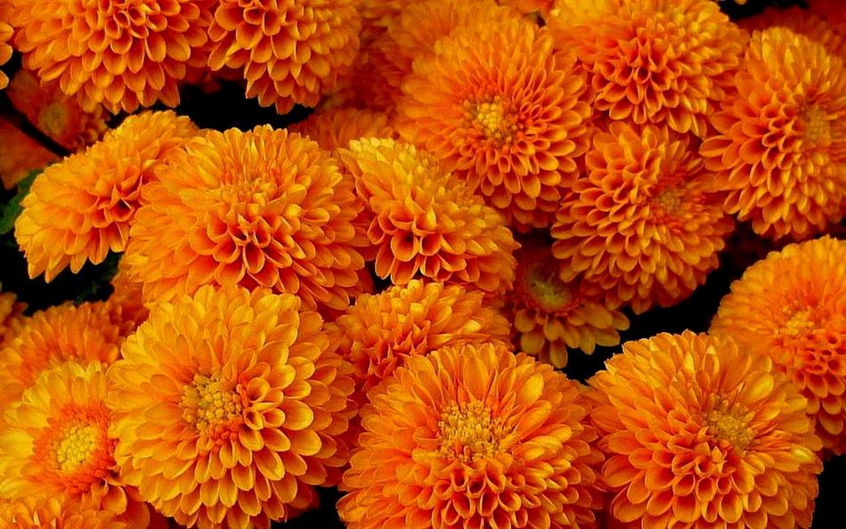 Flower Nature Flora