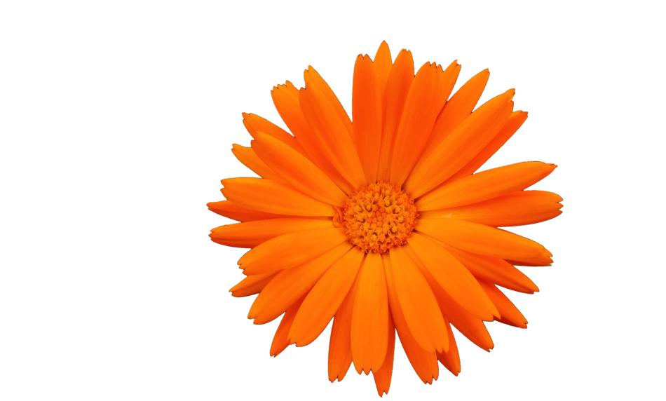 Flower Orange Summer