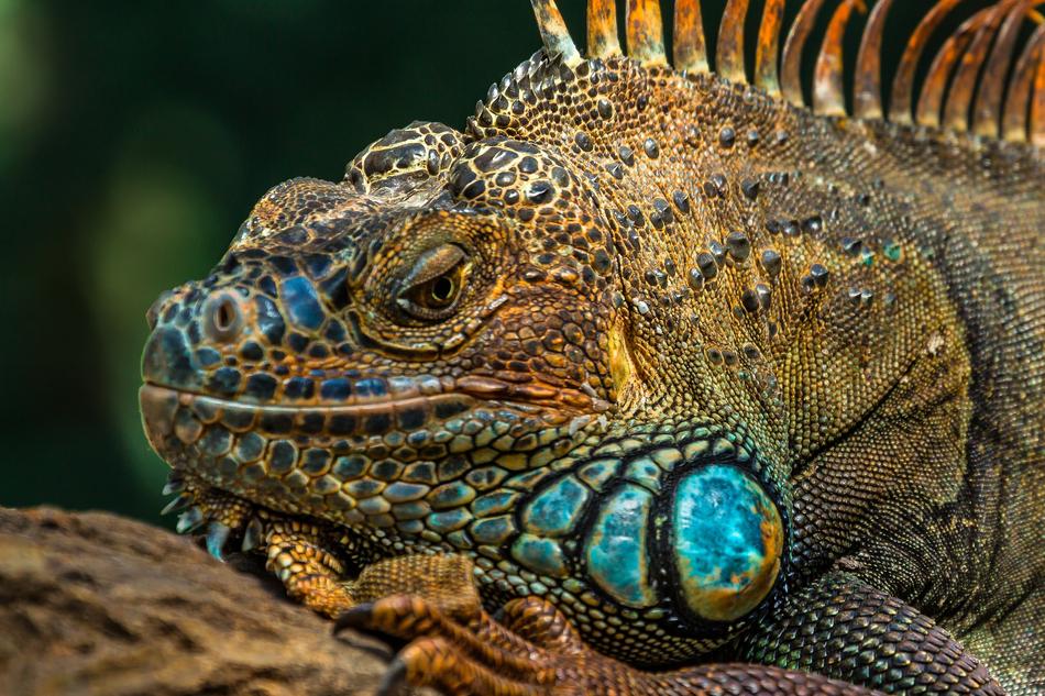 Lizard Reptile Nature
