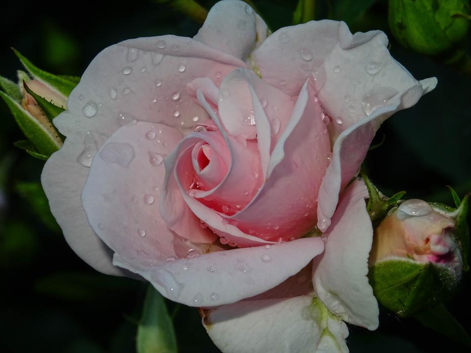 Rose Pink Drip