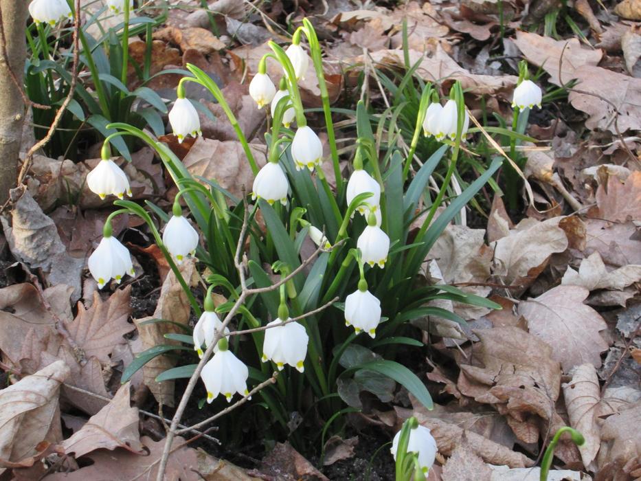Plant Spring Nature