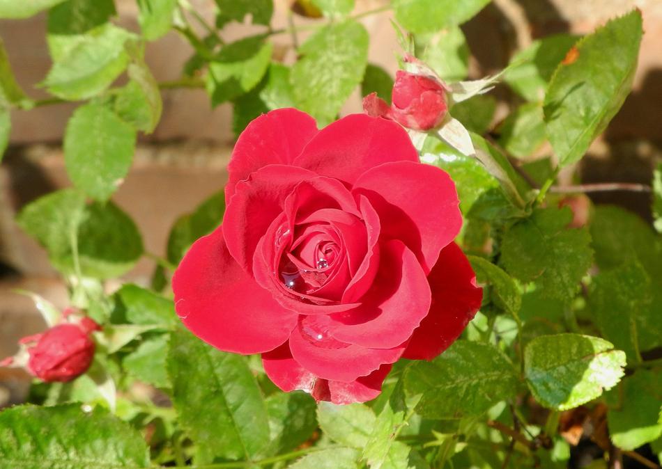 Rose Flower Nature