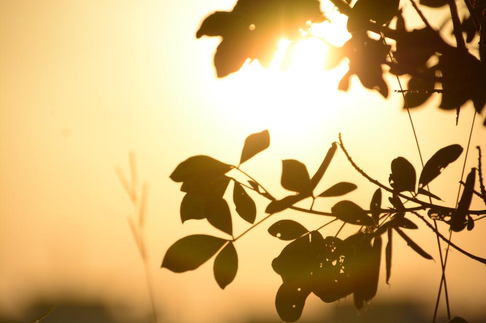 Leaf Nature Background