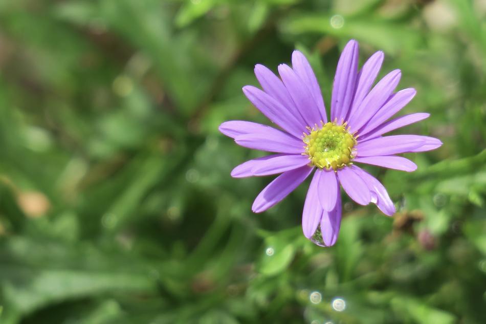 Chicory Plant Nature