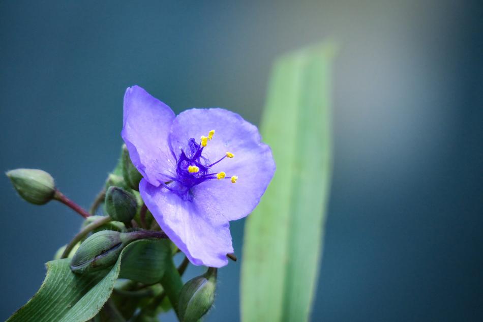Plant Nature Flower