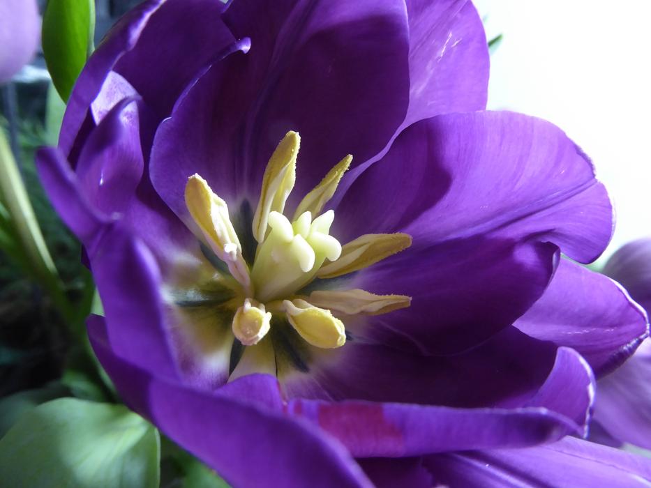 Spring Flower Nature
