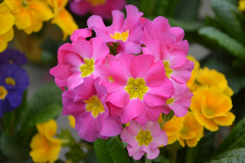 Flower Flowers Primrose Roses