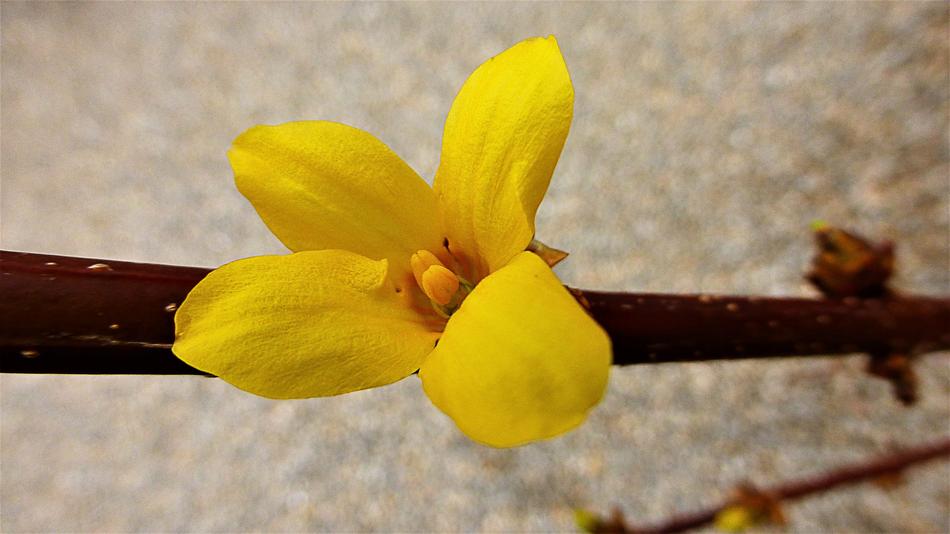 Nature Flower Plant No