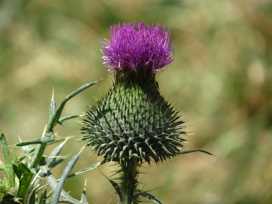 Plant Nature Flower